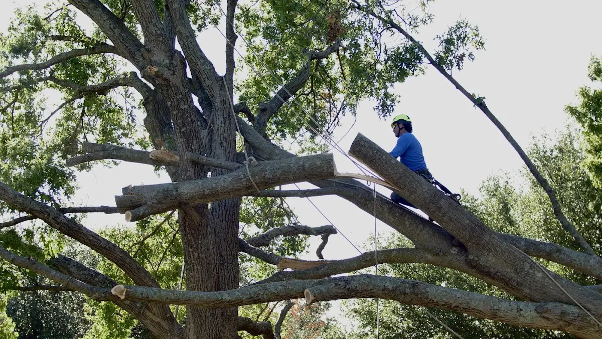 Professional Hazardous Tree Removal performed by certified arborists in Hollenberg