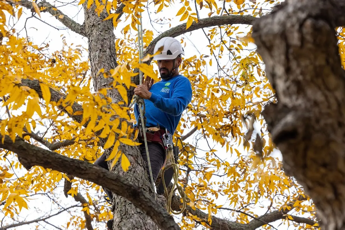 Skilled Tree Transplanting crew working in Hollenberg